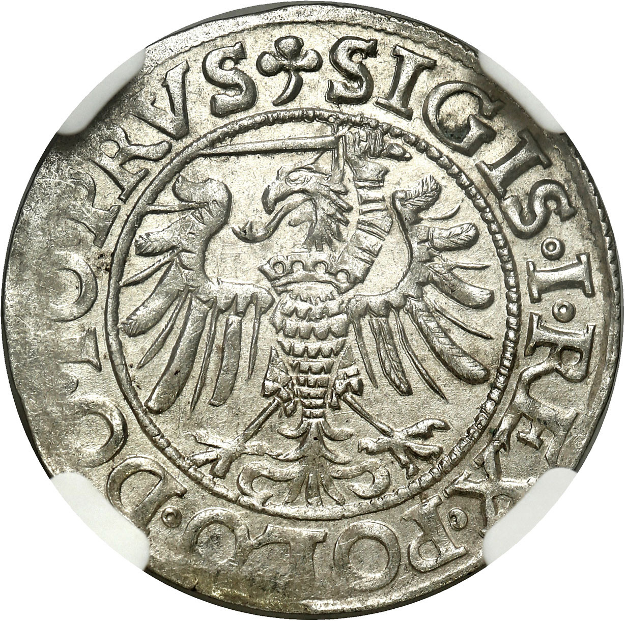 Zygmunt I Stary. Grosz 1539, Elbląg NGC MS62 (2 MAX) - PIĘKNY